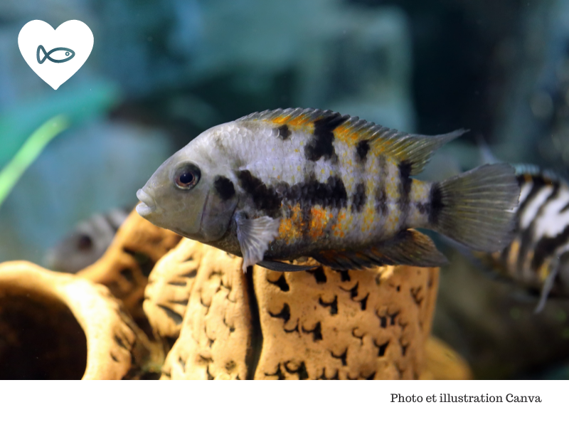 Photo Canva montrant des cichlidés zébrés dans un aquarium avec un petit poisson dans un cœur en haut de la photo.